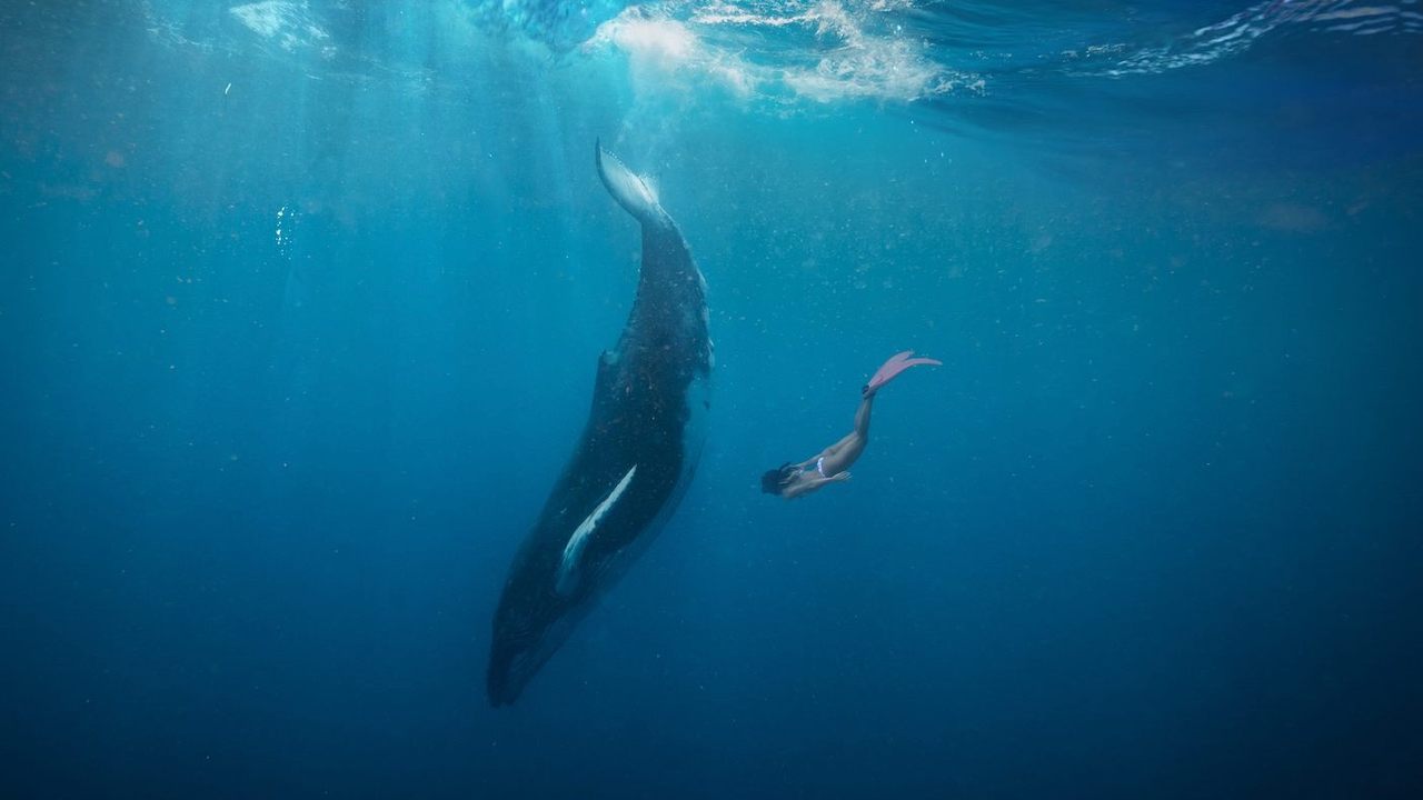 MBA智库百科 A woman diving in the ocean next to a large whale.